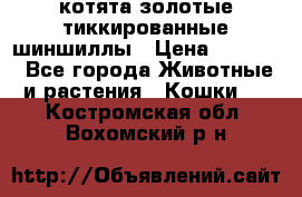 котята золотые тиккированные шиншиллы › Цена ­ 8 000 - Все города Животные и растения » Кошки   . Костромская обл.,Вохомский р-н